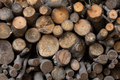 Woods Collection