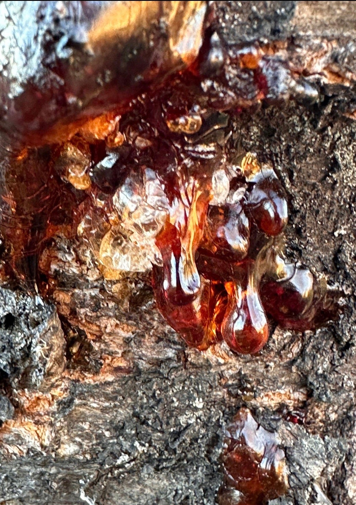 Resin Collection